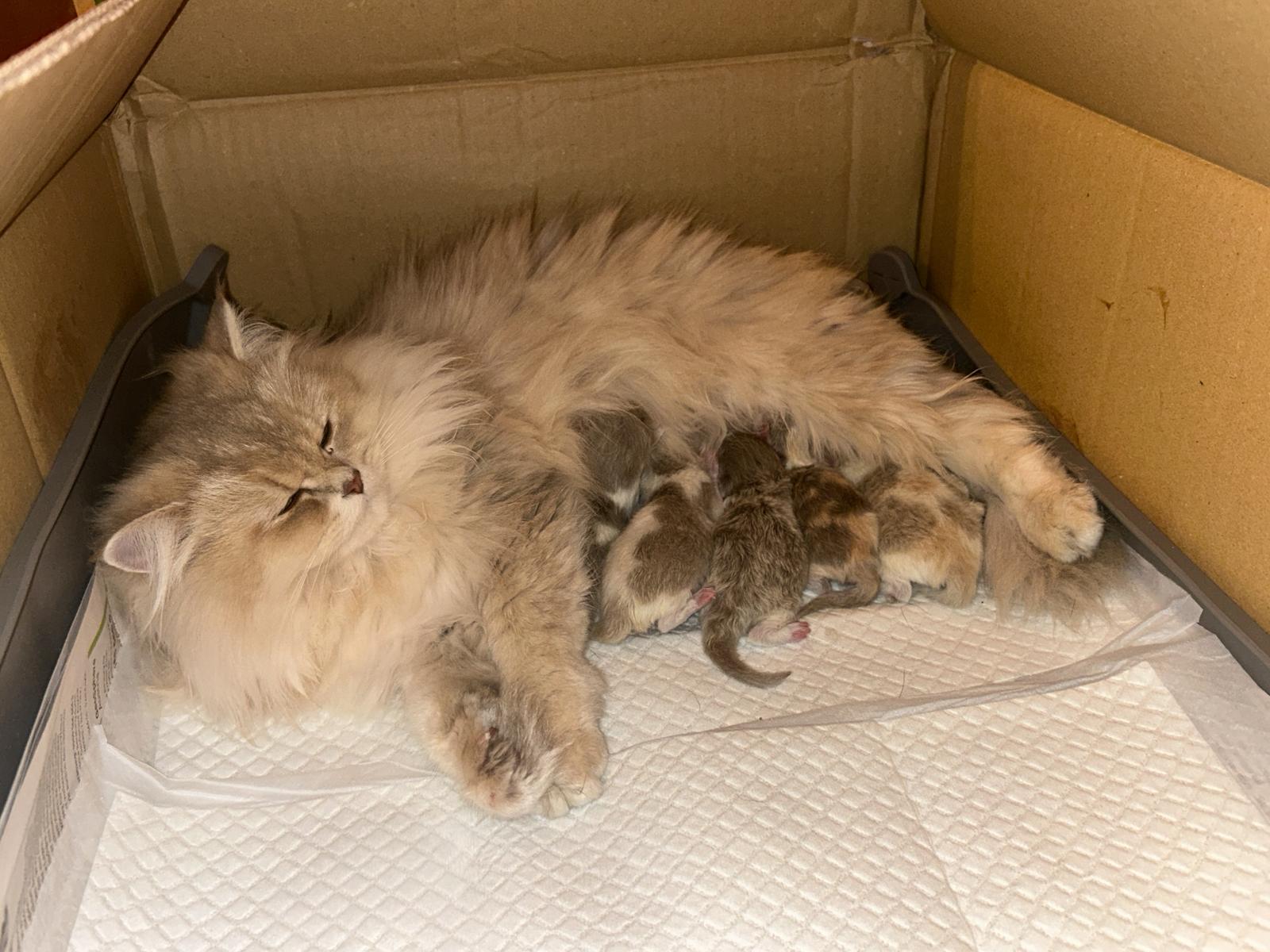 British Longhair with Kitten lilac golden shell